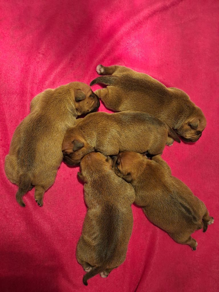 Les bébés de Talia