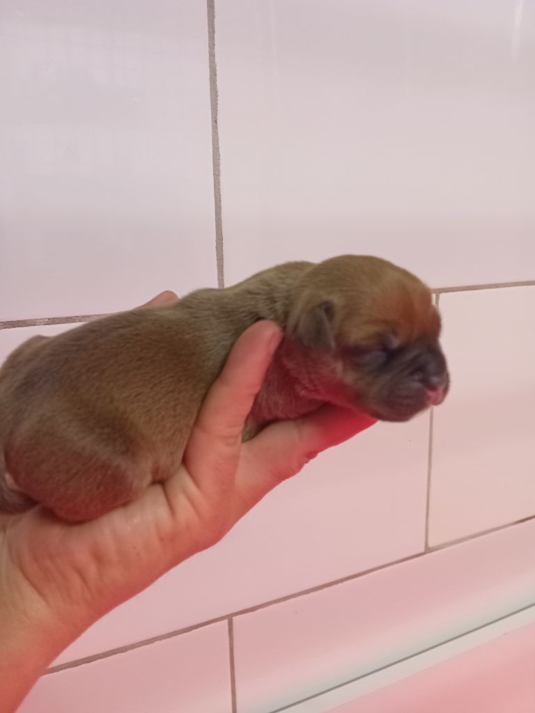 De La Principauté D'Orka - Les bébés de Talia sont arrivés