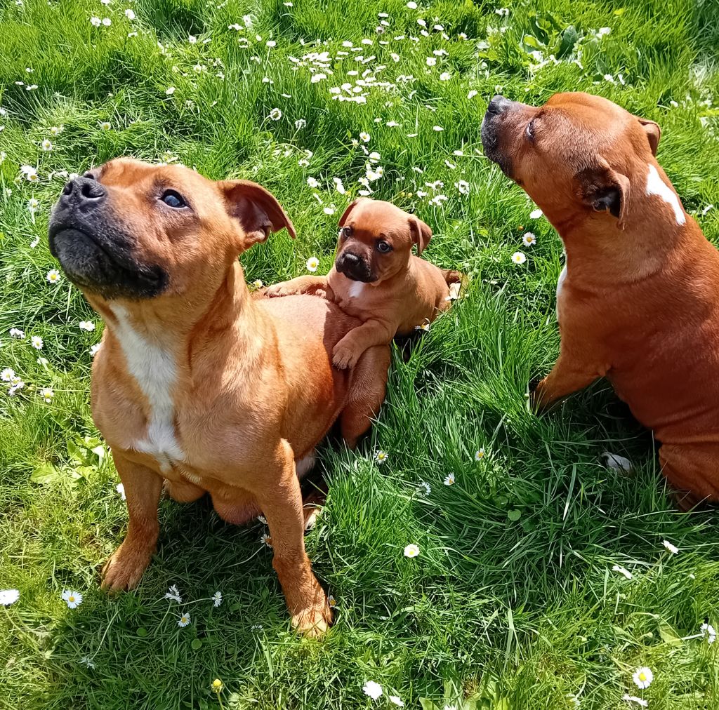 FAMILLE REUNIE ORKA-TALIA-AMIRA