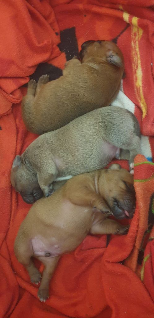 bébés nés à la maison