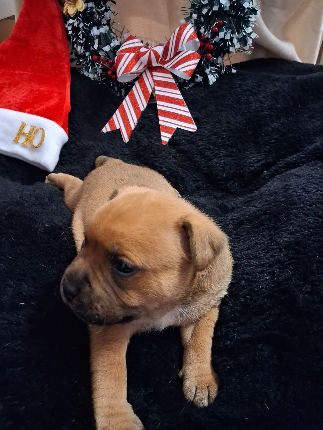 De La Principauté D'Orka - Chiots disponibles - Staffordshire Bull Terrier