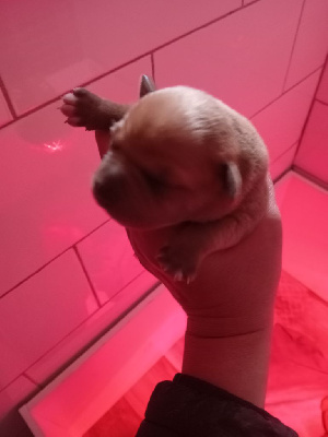 CHIOT 1